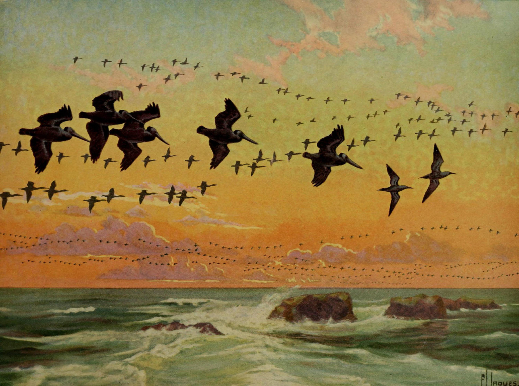 migrating birds